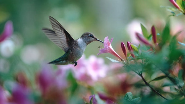 A Hummingbird Perched On A Flowering Plant Surrounded By Blooming Flowers — Stock Photo