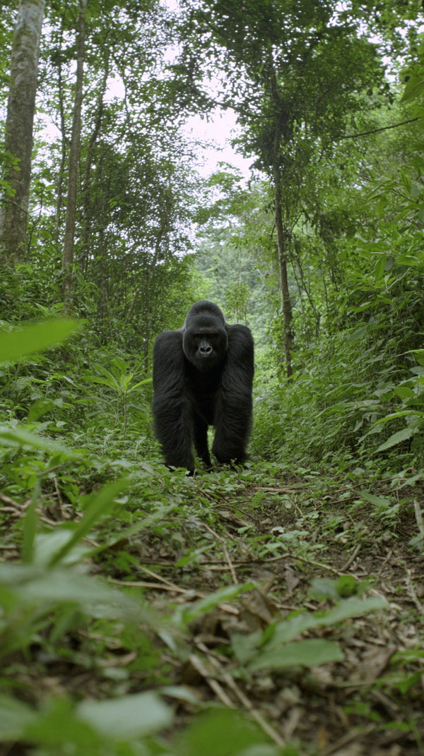 Chimpanzee Walking Through A Forest — Stock Photo