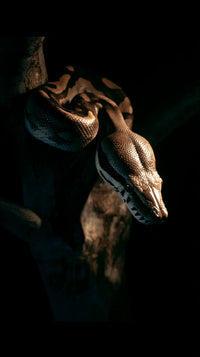 A Snake In A Cave — Stock Photo