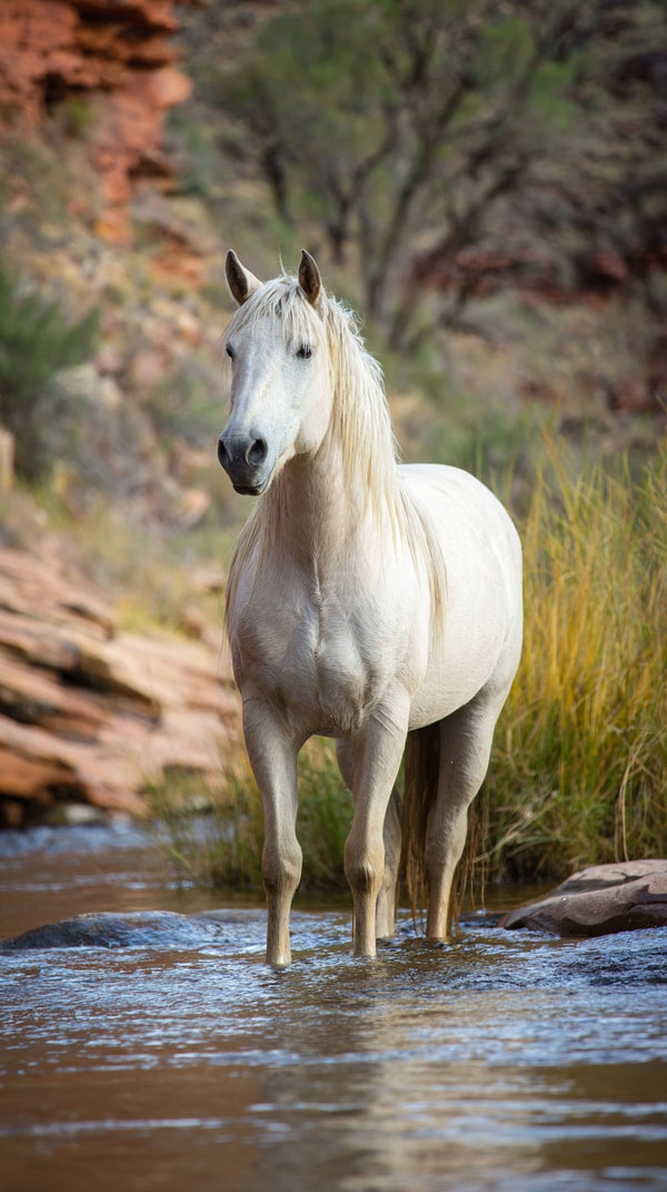 A Photograph A Horse Standing In A Body Of Water With A Backdrop Of Red Rock Formations And A Clear Sky — Stock Photo