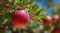 Shows A Single Red Fruit Hanging From A Tree Branch With A Clear View Of The Fruit And Its Surroundings — Stock Photo