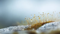 Moss On A Rock — Stock Photo
