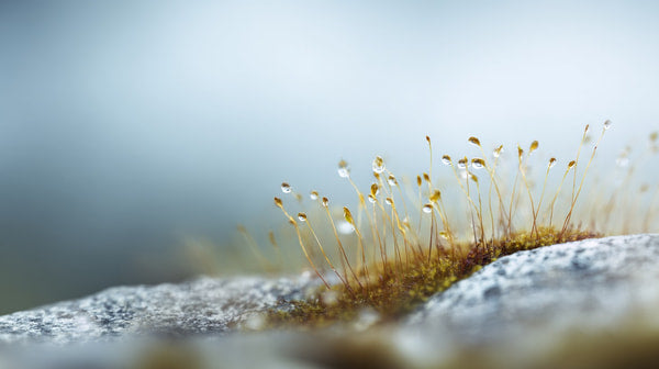 Moss On A Rock — Stock Photo