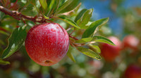 A Tree With Red Fruit Hanging From Its Branches — Stock Photo