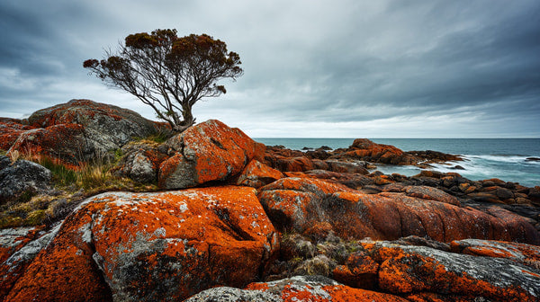 Presents A Striking Landscape Scene A Rugged Coastline With Large Red Rocks And A Solitary Tree — Stock Photo