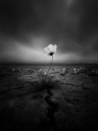A Single Flower Blooms Amidst A Barren Desert Landscape With A Sky As The Backdrop — Stock Photo