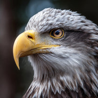 Close Up Portrait Of An Eagle With Striking Blue Eyes Set Against A Dark Background — Stock Photo