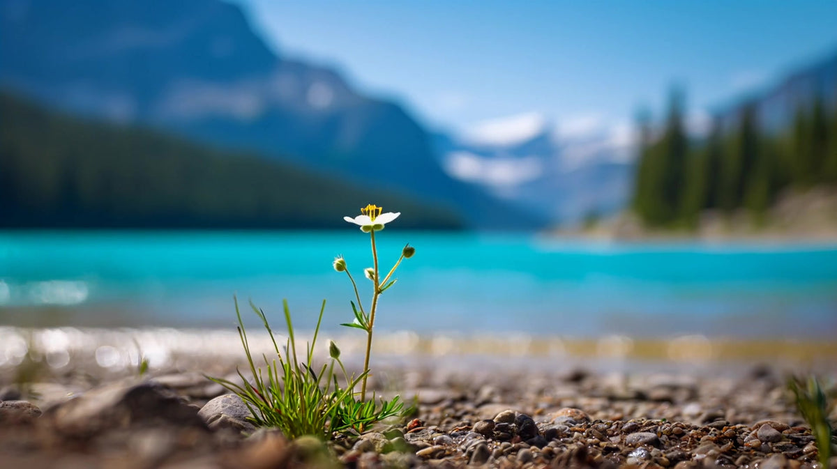 flower in a field of gravel near a lake with snow capped mountains in the background - Stock Video
