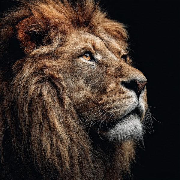 Lion Portrait With A Close Up View Of Its Face Showcasing The Animal S Powerful Features And Striking Eyes — Stock Photo