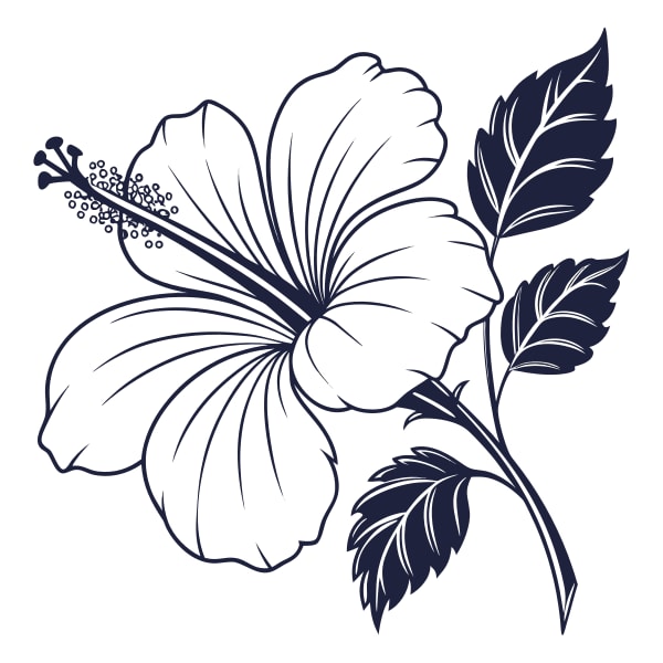 Hibiscus Flower With Leaves — Stock Vector