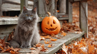 Gray Cat Sitting On Porch Steps — Stock Photo