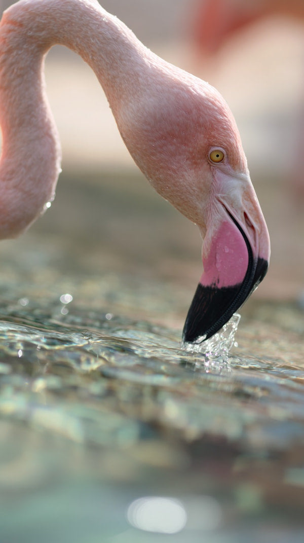 A Pink Flamingo Drinking Water From A Pond — Stock Photo