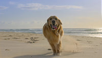a golden retriever is captured in mid run on a sandy beach with the ocean visible in the background - Stock Video