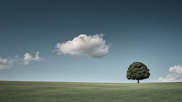 A Lone Tree Stands In A Field Under A Blue Sky With Scattered Clouds — Stock Photo