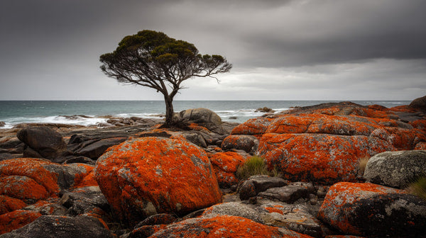 A Lone Tree Stands Prominently Against A Backdrop Of Red Rocks With The Ocean Visible In The Distance Under An Overcast Sky — Stock Photo