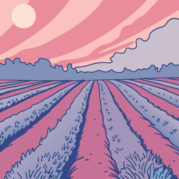 Illustration Of A Rural Landscape At Sunset With Purple And Pink Hues A Field Of Crops And A Cloudy Sky — Stock Vector