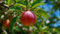 A Single Red Apple Hanging From A Tree Branch Against A Blue Sky Background — Stock Photo