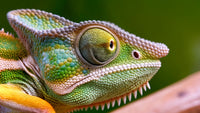 a vibrant gecko with a pattern of spots is captured showcasing its vivid colors and intricate patterns - Stock Video