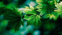 Green Leaves On Branch — Stock Photo