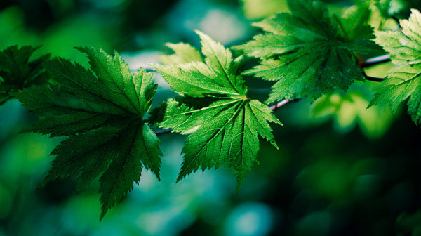 Green Leaves On Branch — Stock Photo