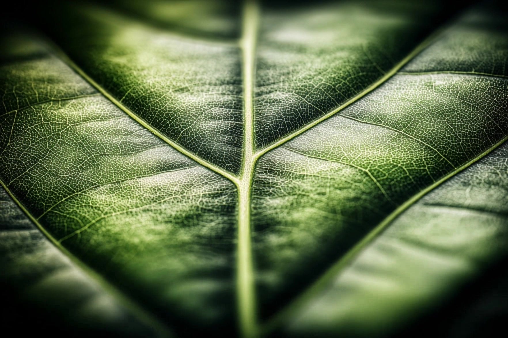 close up of a leaf pattern - Stock Video