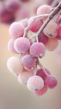 Berry Bunch With Ice Crystals — Stock Photo