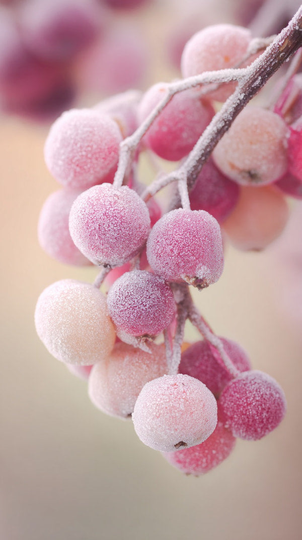 Berry Bunch With Ice Crystals — Stock Photo
