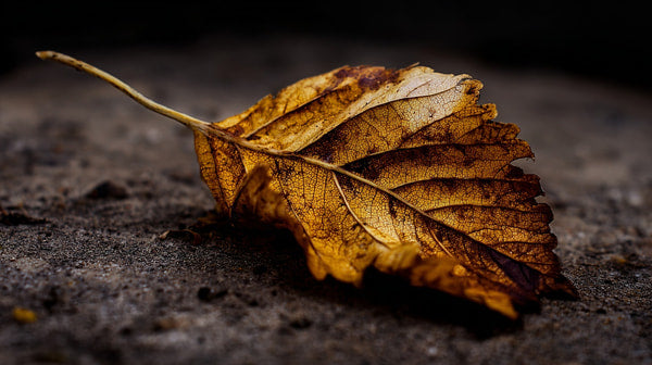A Single Brown Autumn Leaf Resting On A Dark Surface — Stock Photo