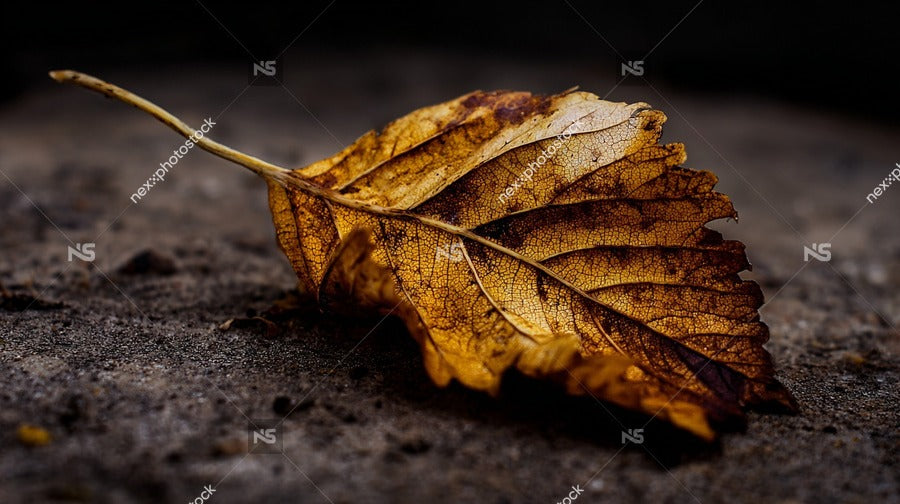 A Single Brown Autumn Leaf Resting On A Dark Surface — Stock Photo