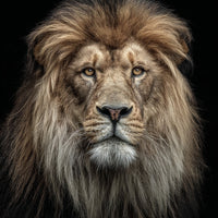 Lion Portrait With A Close Up View Of Its Head And Mane Showcasing The Lion S Powerful Gaze Against A Black Background — Stock Photo