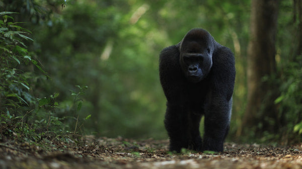 Shows A Gorilla Walking On A Dirt Path In What To Be A Dense Forest Jungle Setting — Stock Photo