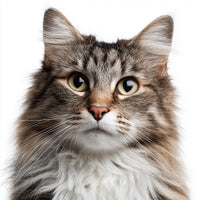 Two Tone Gray Cat With White Paws And Chest Looking Directly At The Camera Against A White Background — Stock Photo