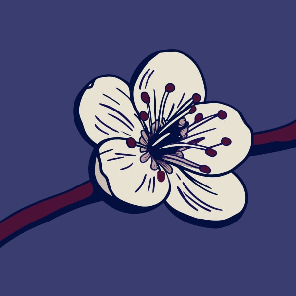 A Branch Of A Cherry Blossom Tree Adorned With White Flowers Against A Blue Background — Stock Vector