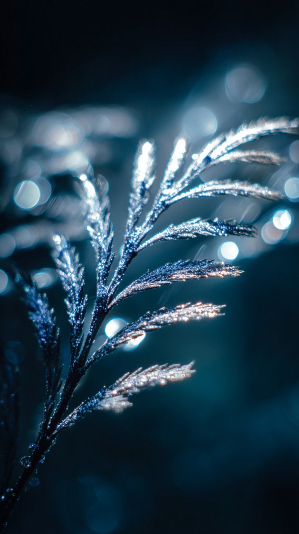 A Close Up Image Of A Blue Lighted Plant With Droplets Of Water On Its Leaves — Stock Photo