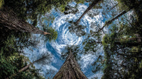 Aerial View Of A Dense Forest With Towering Trees And A Clear Blue Sky — Stock Photo