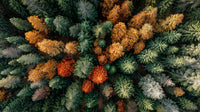 Autumn Forest Scenery With Aerial View Of Trees In Various Shades Of Orange Yellow And Green Set Against A Clear Sky — Stock Photo