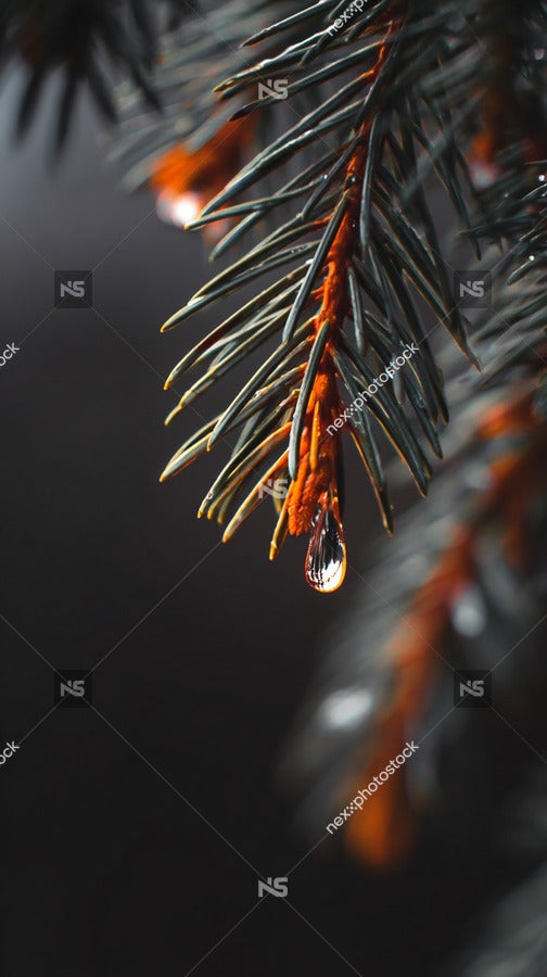 Water Droplets On Pine Needles — Stock Photo
