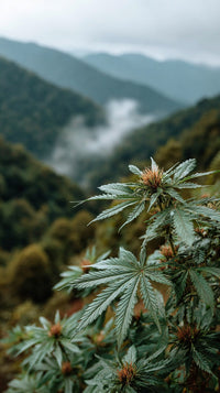 Marijuana Plants Growing In A Mountainous Landscape — Stock Photo