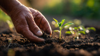 A Person S Hand Tending To Seedlings In Dirt — Stock Photo