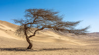 A Solitary Tree Stands Against A Backdrop Of Sand Dunes Under A Clear Blue Sky — Stock Photo
