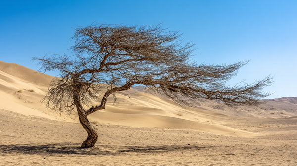 A Solitary Tree Stands Against A Backdrop Of Sand Dunes Under A Clear Blue Sky — Stock Photo