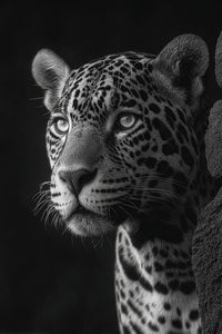 Jaguar Portrait With A Close Up View Of Its Face Showcasing The Animal S Distinctive Features And Patterned Fur — Stock Photo