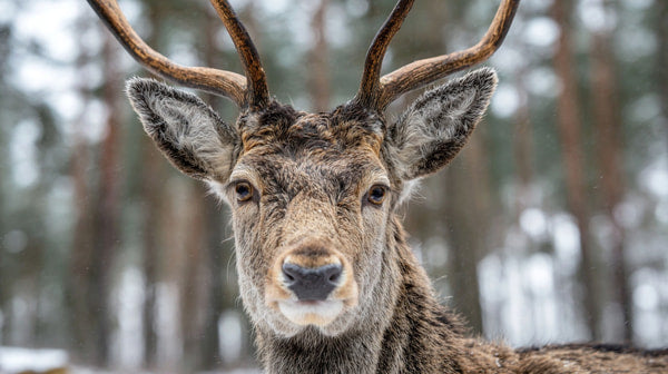 A Majestic Reindeer Stands Amidst A Snowy Landscape Its Antlers Adorned With Snow Exuding An Air Of Serene Elegance — Stock Photo