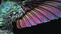 Displays A Close Up View Of A Bird With Vibrant Iridescent Feathers That Exhibit Hues Of Pink And Purple — Stock Photo