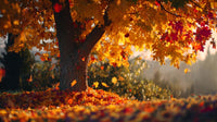 autumn tree with vibrant orange leaves set against a backdrop of fallen leaves and a clear sky - Stock Video