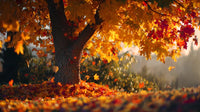 autumn tree with vibrant leaves set against a backdrop of fallen leaves and a clear sky captured during golden hour lighting - Stock Video