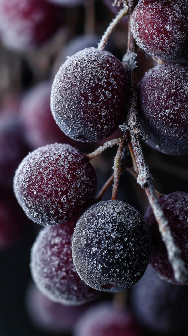 Frosted Grapes On A Vine — Stock Photo