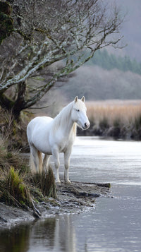 A White Horse Stands Near A River With A Backdrop Of Trees And A Clear Sky — Stock Photo