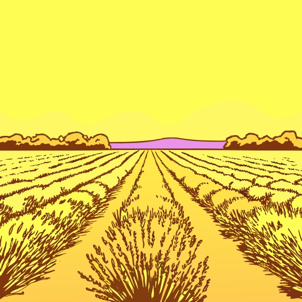 Aerial View Of A Rural Landscape Fields Of Crops With A Yellow Sky In The Background — Stock Vector