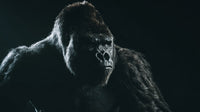 Two Gorillas In A Dark Room — Stock Photo